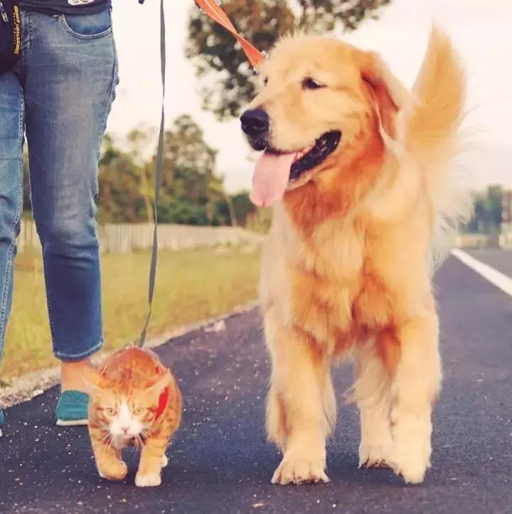 这只金毛和小菊猫的画风太甜啦！情人节狗粮奉上