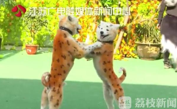 鑰佽檸鍌诲偦鍒嗕笉娓呮瑙嗛,灏忕嫍鑰佽檸鍌诲偦鍒嗕笉娓呮