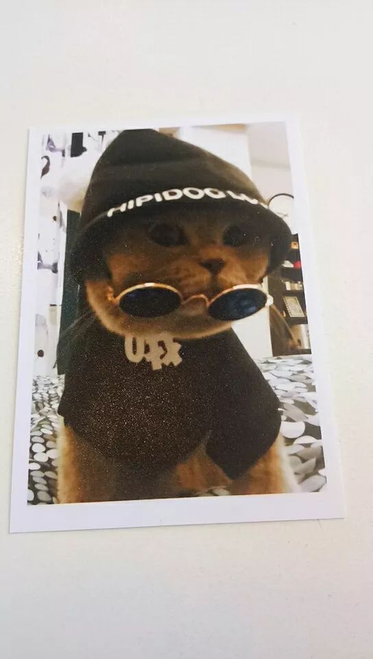 如果你是个素食主义者，那么养的猫也一定要吃素吗？