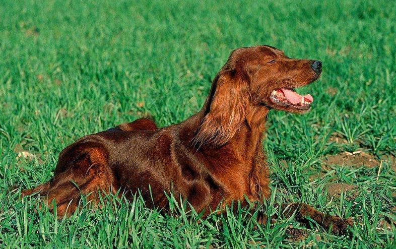 akc认证的犬种,akc认可的148个犬种