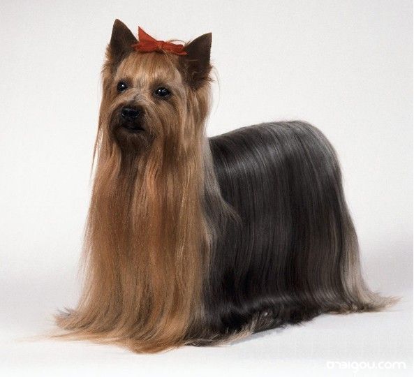 akc认证的犬种,akc认可的148个犬种