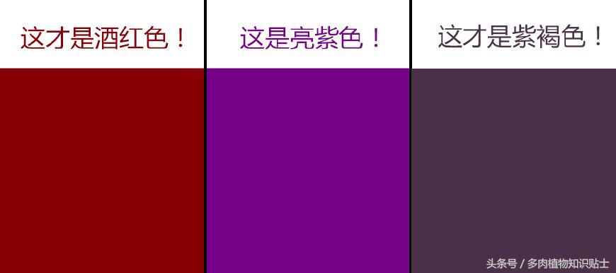 生石花多肉的品种,多肉植物生石花品种大全