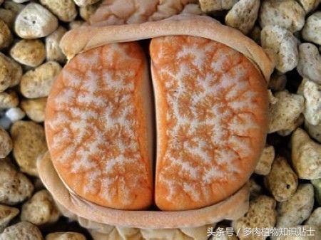 生石花多肉的品种,多肉植物生石花品种大全