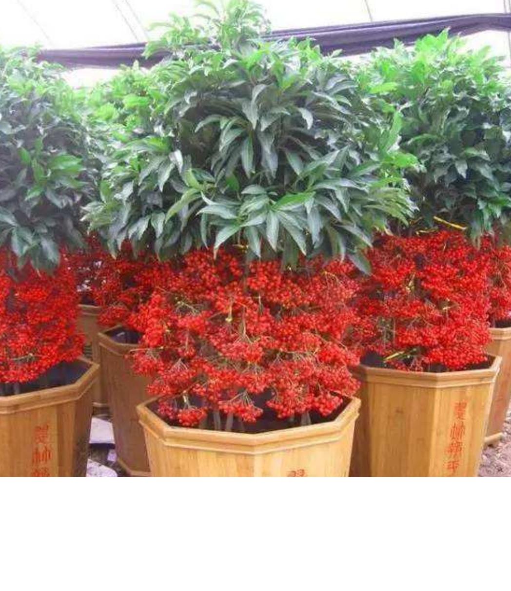 富贵子枝干发黄叶子枯萎下垂,富贵子叶片发黄的原因及解决办法