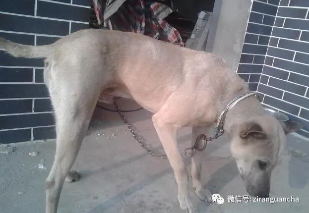 狗年说狗漫谈中国古代的狗,狗年说狗相声