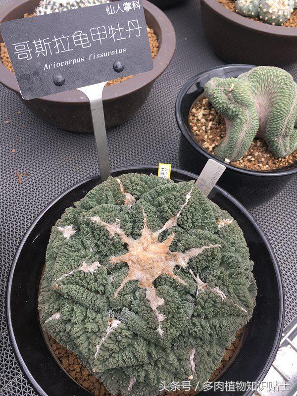 多肉市场怎么挑多肉盆子,多肉植物市场在哪里