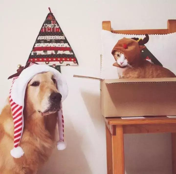 这只金毛和小菊猫的画风太甜啦！情人节狗粮奉上