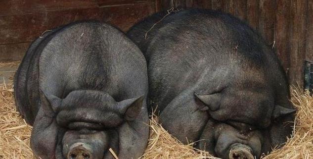 笔触一下便死一人！死亡笔记的“夜神月”是否罪大滔天？理性分析