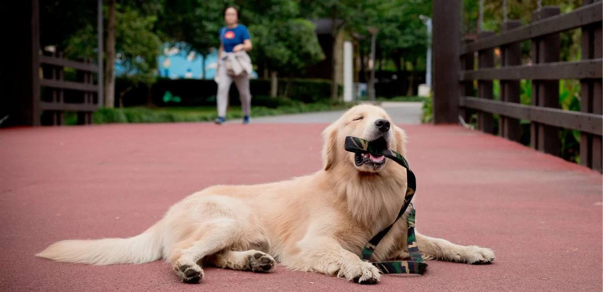 akc认证的犬种,akc认可的148个犬种