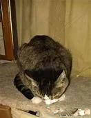 猫主子呕吐不吃饭精神不振,猫咪呕吐黄色糊状怎么治且不吃饭