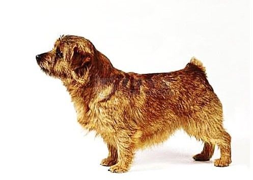 akc认证的犬种,akc认可的148个犬种