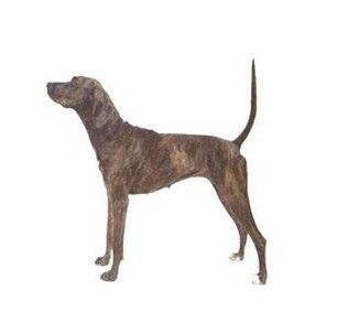 akc认证的犬种,akc认可的148个犬种