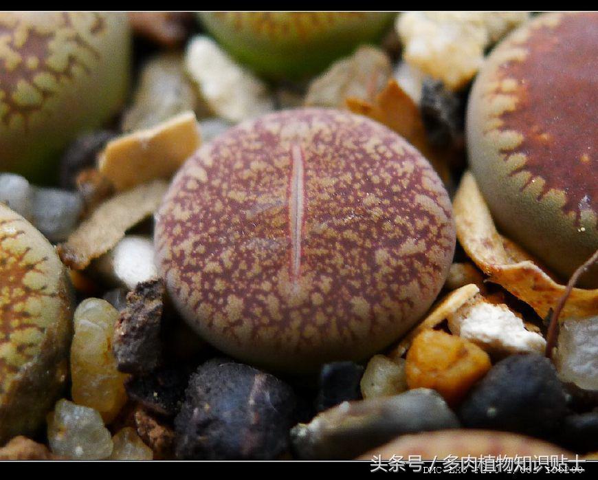 生石花多肉的品种,多肉植物生石花品种大全