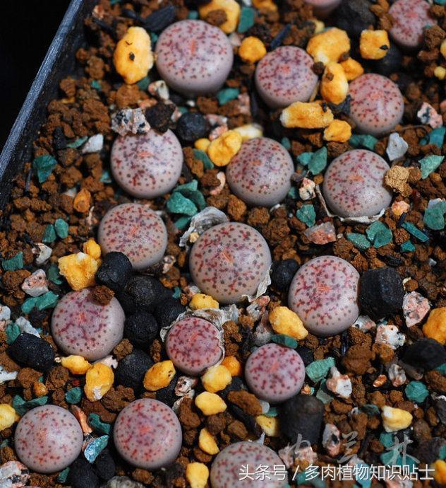 生石花多肉的品种,多肉植物生石花品种大全