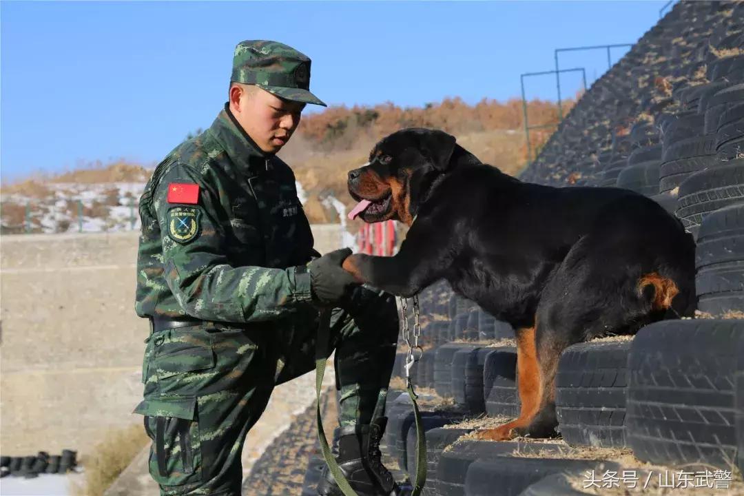 军犬来了|在两代训犬员爱的传承下，“萌犬”虎子变“猛犬”