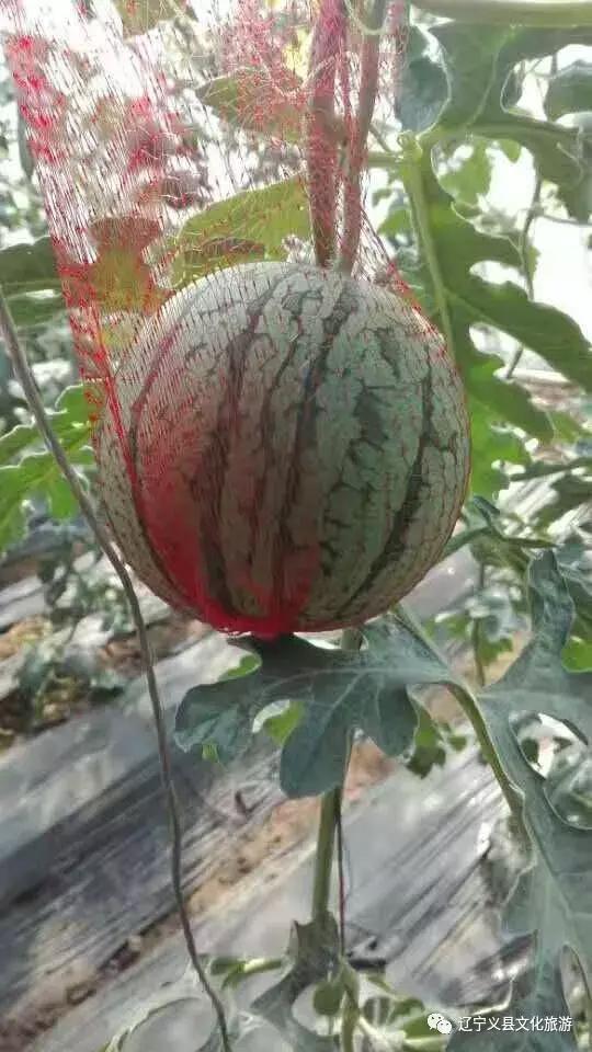 涓囦經鍫傜敓鎬佸洯浼樻儬,涓囦經鍫傜敓鎬佸洯浼樻儬鍥㈣喘