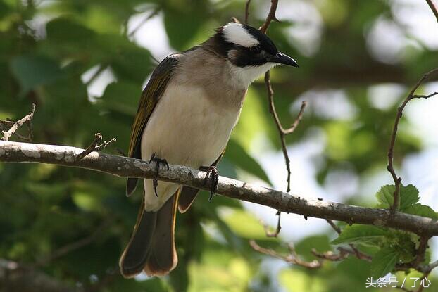 关于白头的知识,白头鹎介绍