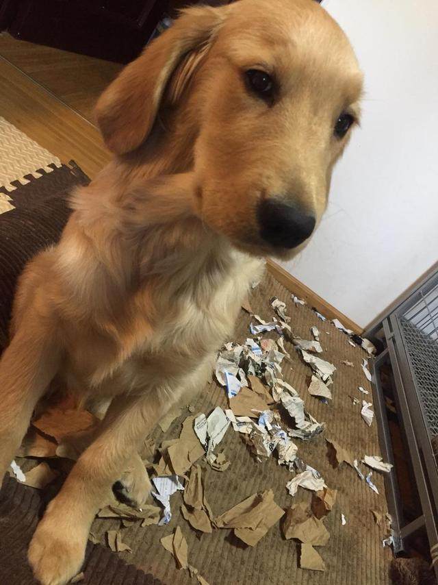 怎么训狗狗去狗垫上休息,怎么训练狗狗不拆家听话