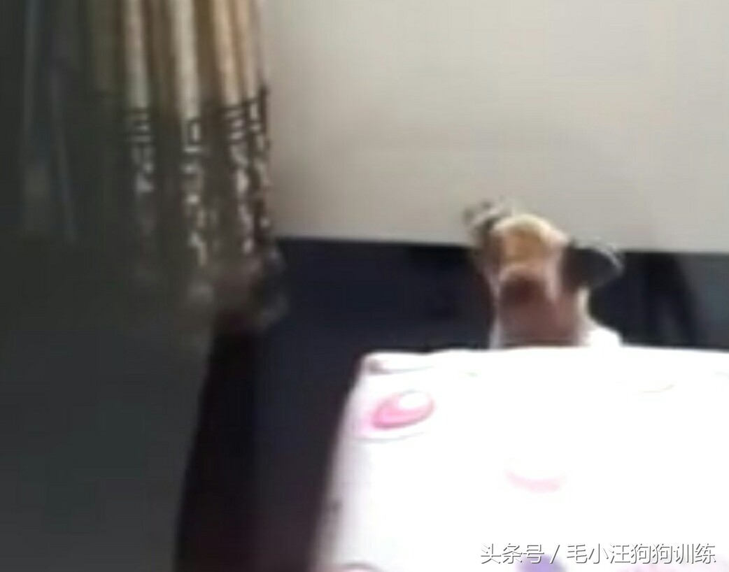 狗狗是怎么理解离别？铲屎官们纷纷讲述自家狗子的故事~