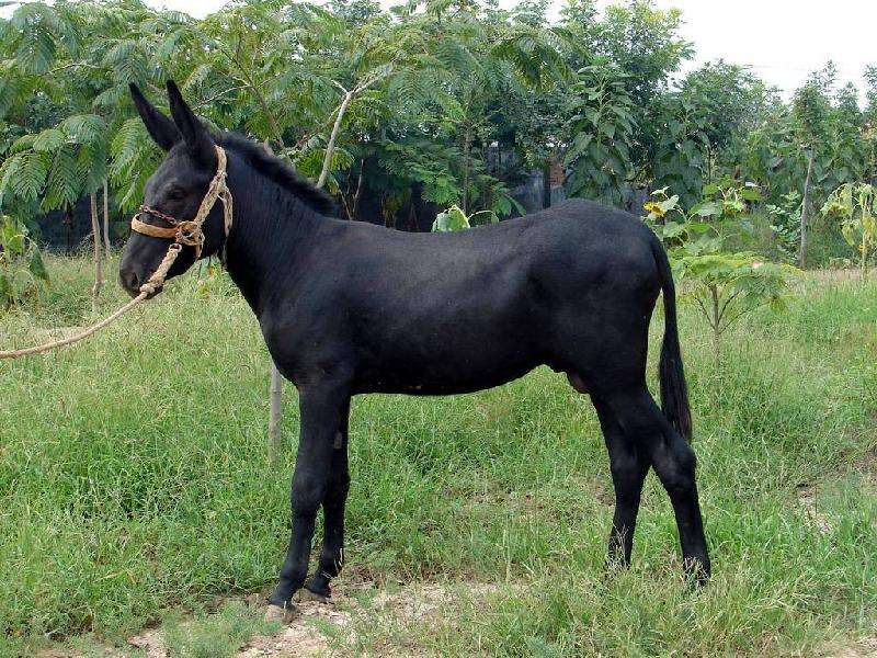 德州肉驴养殖50头肉驴的成本,科学驴的养殖办法