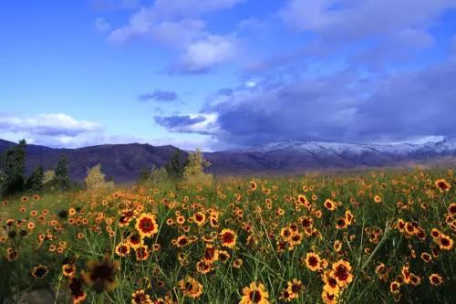 昆仑雪菊，小品类茶叶的逆袭之道！