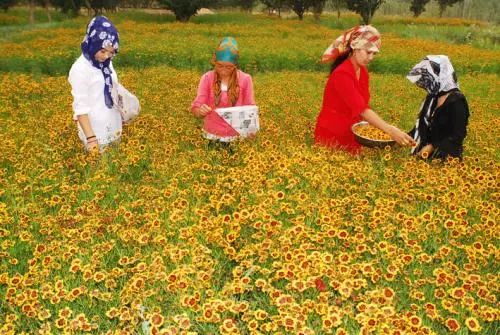 昆仑雪菊，小品类茶叶的逆袭之道！