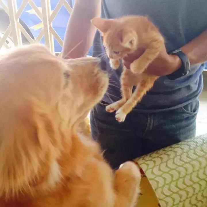 这只金毛和小菊猫的画风太甜啦！情人节狗粮奉上