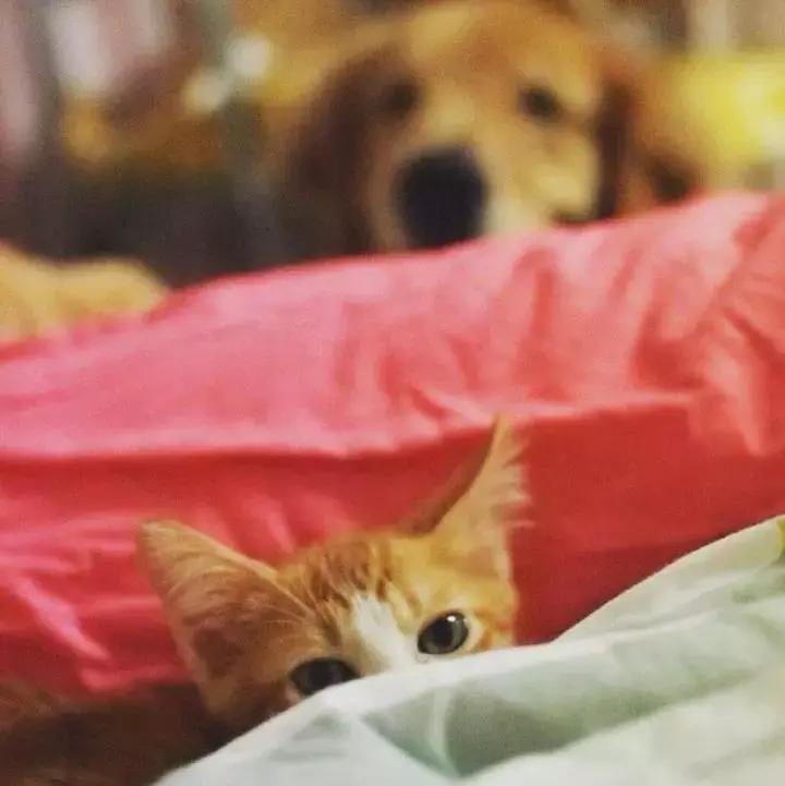 这只金毛和小菊猫的画风太甜啦！情人节狗粮奉上