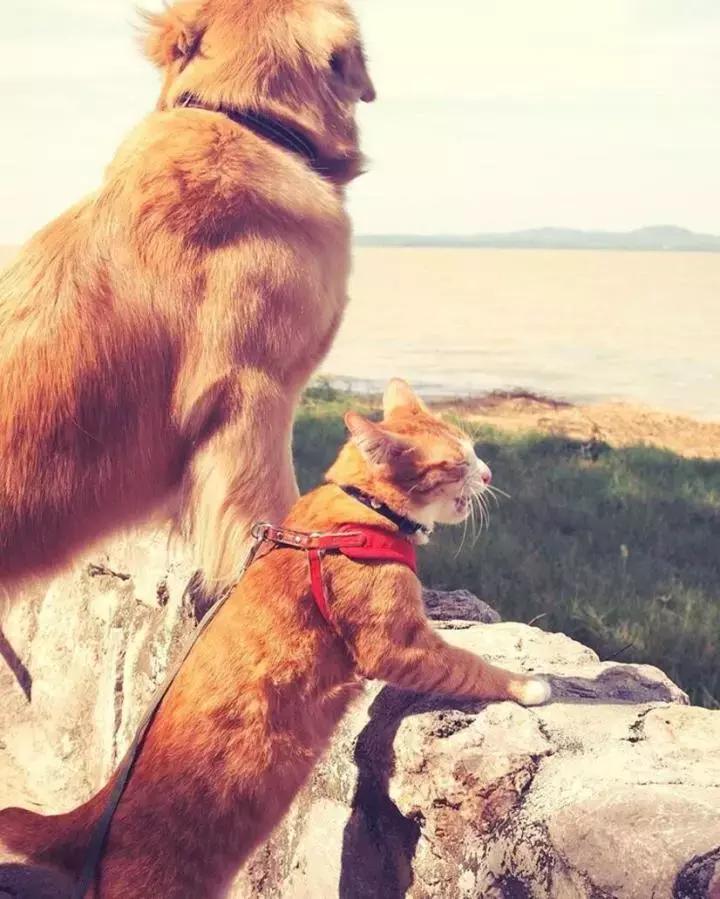 这只金毛和小菊猫的画风太甜啦！情人节狗粮奉上