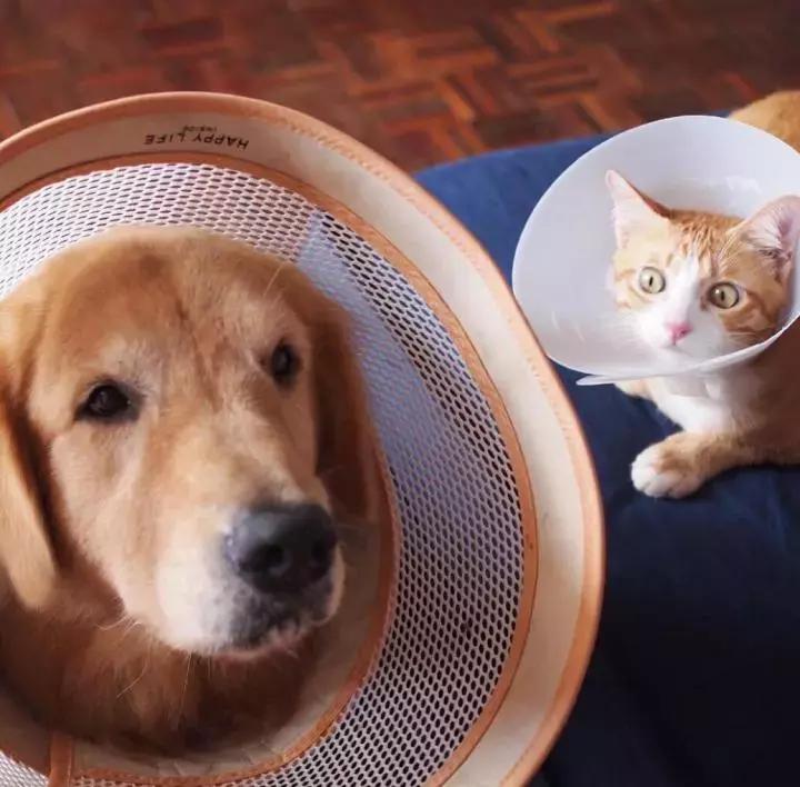 这只金毛和小菊猫的画风太甜啦！情人节狗粮奉上