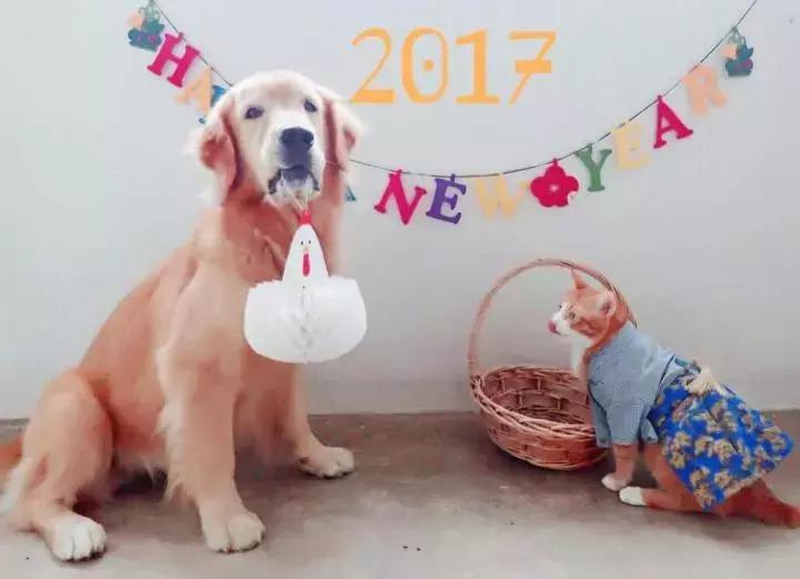 这只金毛和小菊猫的画风太甜啦！情人节狗粮奉上