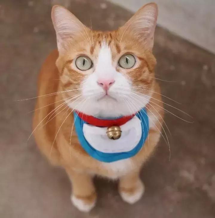 这只金毛和小菊猫的画风太甜啦！情人节狗粮奉上