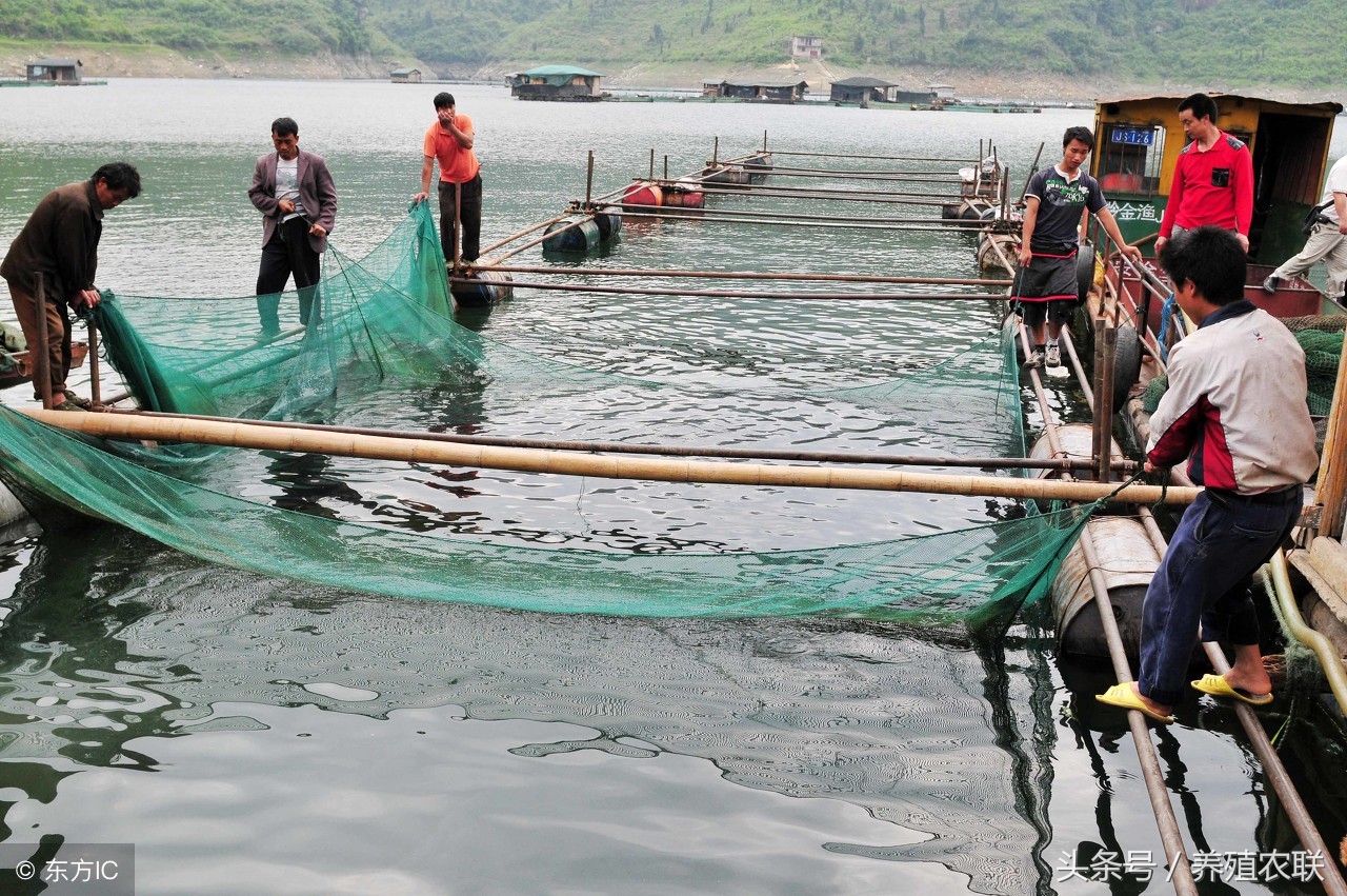 鱼塘淡水鱼养殖技术,淡水鱼养殖鱼塘ph值多少合适