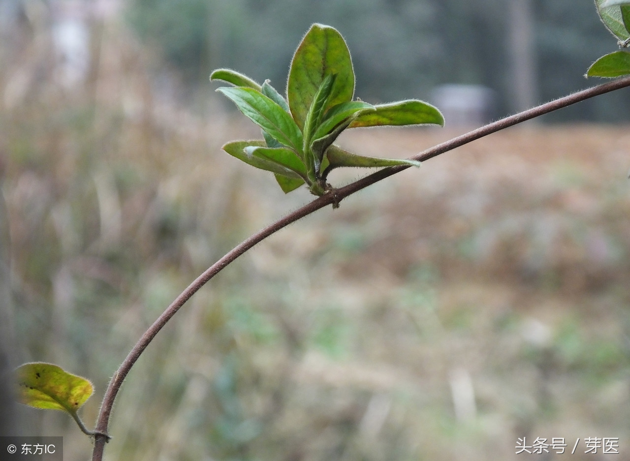 162天我们一起读完黄帝内经,我们一起读完黄帝内经11