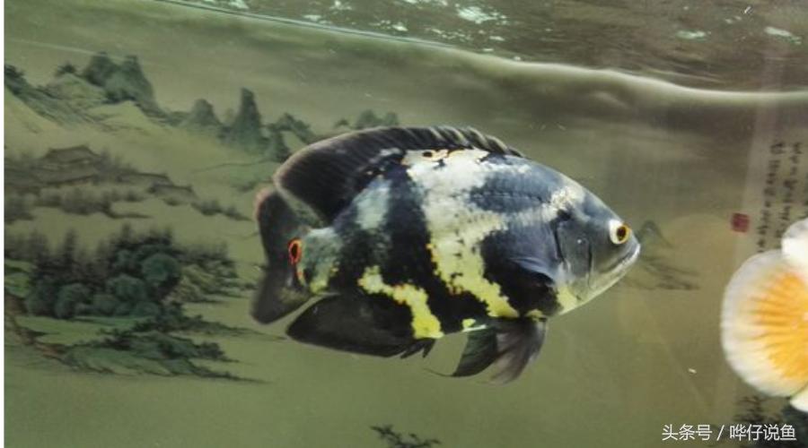 新年养什么观赏鱼好,过年必养的三大小型观赏鱼