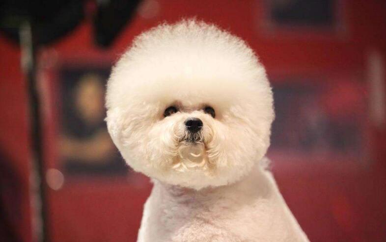 akc认证的犬种,akc认可的148个犬种