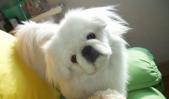 akc认证的犬种,akc认可的148个犬种