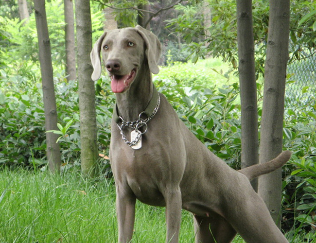 akc认证的犬种,akc认可的148个犬种