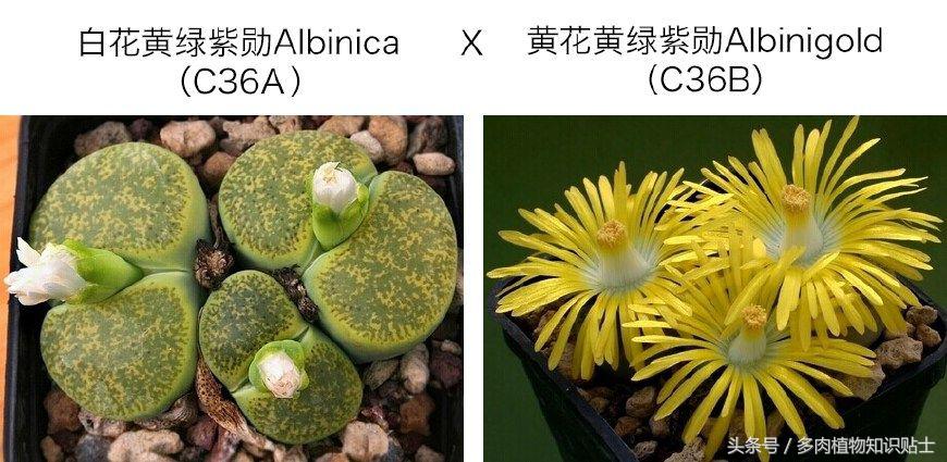 生石花多肉的品种,多肉植物生石花品种大全