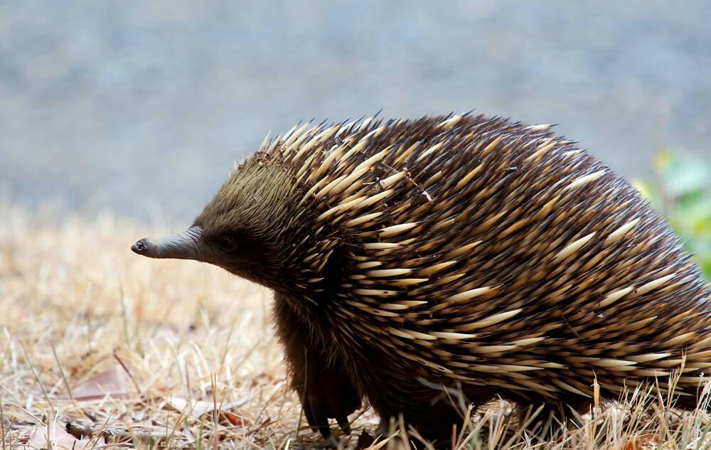 平头哥无所畏惧的原因究竟是什么,世界最不怕死的平头哥