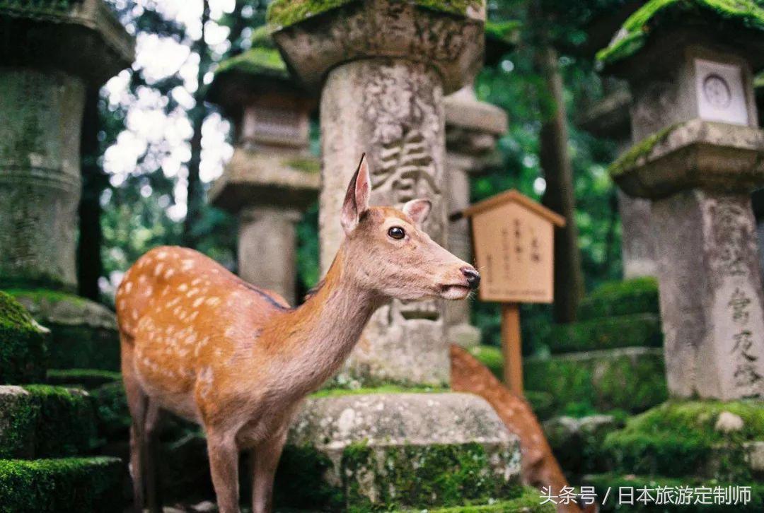 春节日本自由行旅游攻略推荐,这里有一份寒假清单请您查收