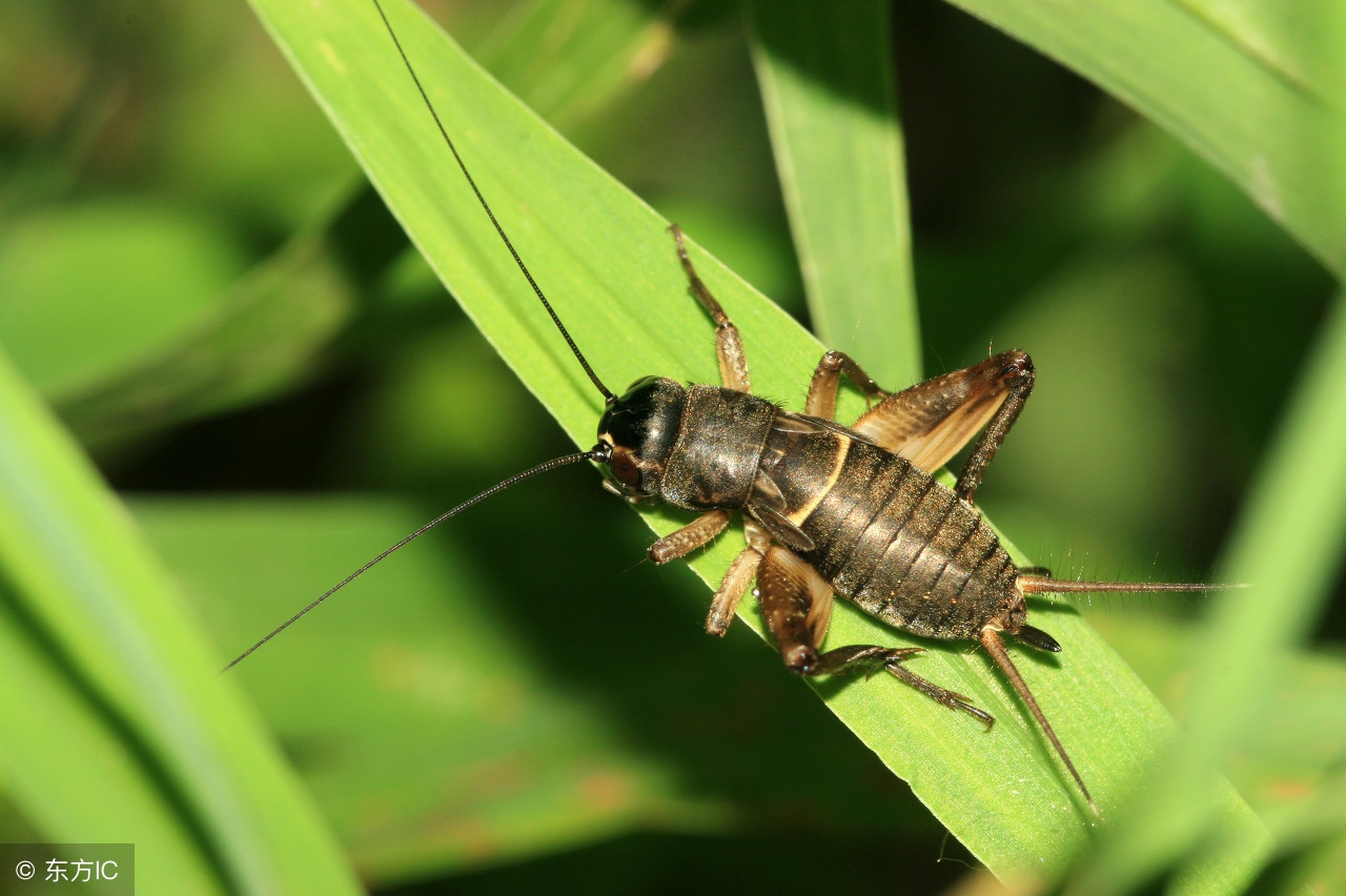 育儿亲子可爱简笔画,儿童数字简笔画1到10画各种动物