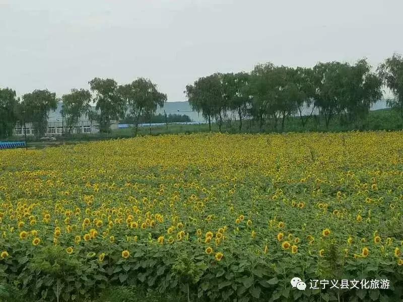 涓囦經鍫傜敓鎬佸洯浼樻儬,涓囦經鍫傜敓鎬佸洯浼樻儬鍥㈣喘