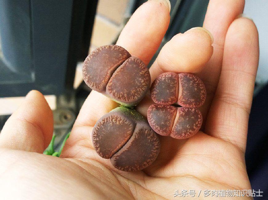 生石花多肉的品种,多肉植物生石花品种大全