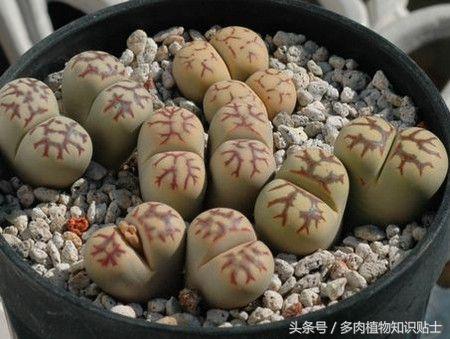 生石花多肉的品种,多肉植物生石花品种大全