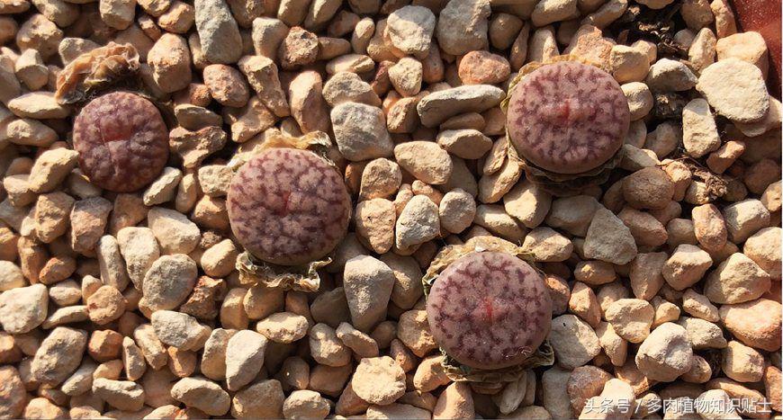 生石花多肉的品种,多肉植物生石花品种大全