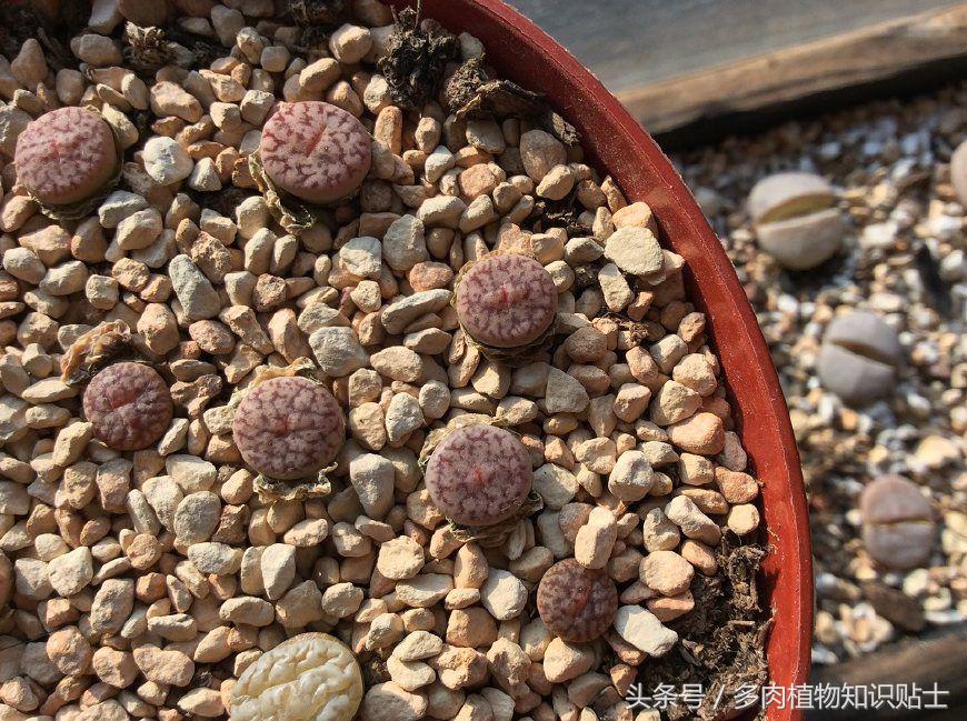 生石花多肉的品种,多肉植物生石花品种大全