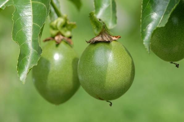 百香果如何吃才是正确的,百香果怎么吃有何功效