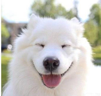 狗年养什么宠物,什么狗是旺财旺家的好狗