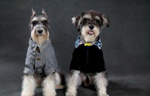 狗年养什么宠物,什么狗是旺财旺家的好狗